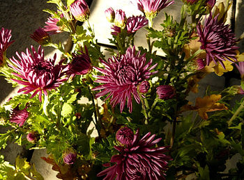 Flowers, Greens, Bouquet, Shadow, Asters HD wallpaper