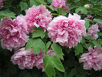 pink peonies, pink, peony, flowers, bush, spring HD wallpaper