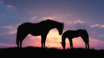 Horses, nature, animals, sunset HD wallpaper