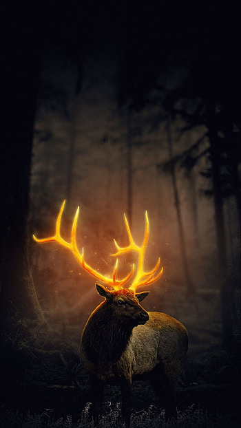 Deer, forest, fantasy, animal HD phone wallpaper