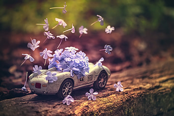 Depth of Nature, toy, flowers, car, petals HD wallpaper