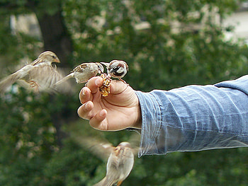 sparrow, wild, bird, hand HD wallpaper