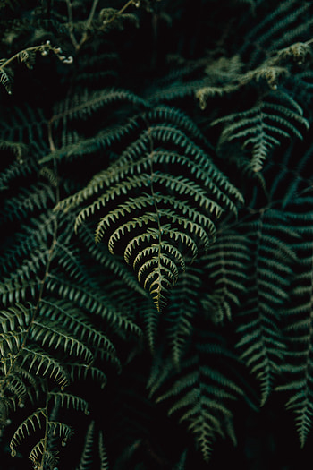 Nature, Leaves, Plant, Fern, Focus HD phone wallpaper