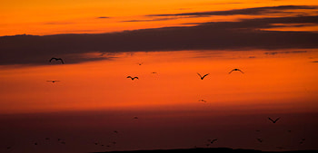 Birds Early Morning Flight, birds, evening, sunrise, morning HD wallpaper