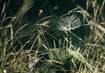 Nature, Grass, Web, Drops, Dew HD wallpaper