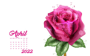 2022 April Calendar, pink grunge rose, 2022 spring calendars, 2022 concepts, roses, April 2022 Calendar HD wallpaper