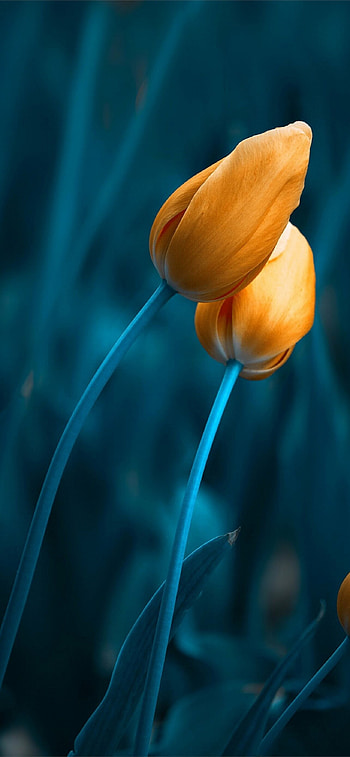 Tulip elegance, , Stunning and vibrant, Nature's masterpiece HD phone wallpaper