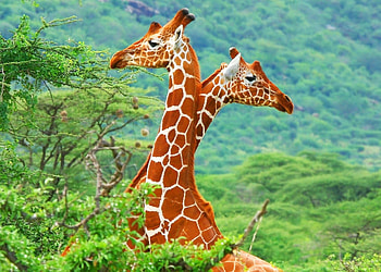 Giraffe, Majestic creature, African wildlife, Tall neck HD wallpaper