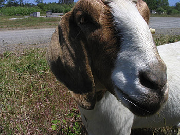 Goatface, animal, nanny, cute, nature, goat HD wallpaper