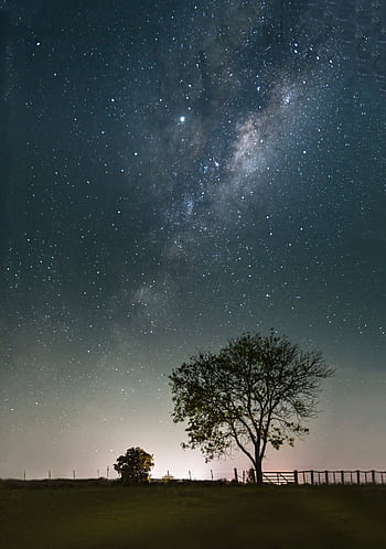 Capture of the Milky Way galaxy illuminating the night sky above a tree in El Chorro, Uruguay. HD phone wallpaper