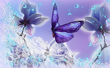 Butterflies | Top | Places to Visit | Pinterest | Butterfly , Butterfly and Wallpap… HD wallpaper