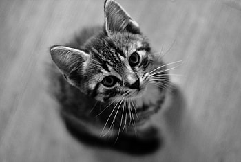 Kitten, pisica, animal, view from the top, bw, cute, cat HD wallpaper