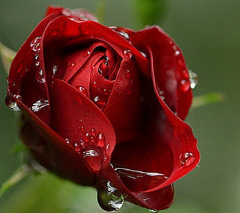 Tears, rose, red, flower HD wallpaper