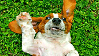 Sunday relax, animal, dog, sunday, green, funny, relax, grass, caine HD wallpaper