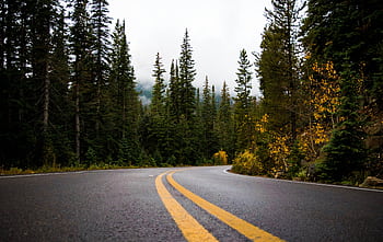 Empty winding road through a scenic forest with fall foliage, perfect for travel inspiration. HD wallpaper
