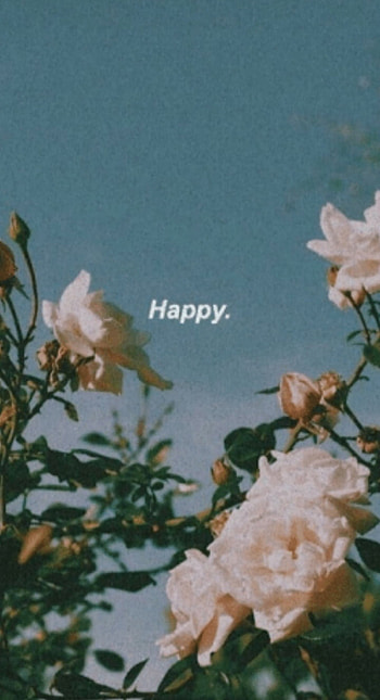 Aesthetic white roses, petal, rose_order HD phone wallpaper