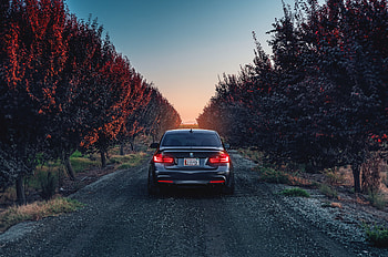 Bmw, Cars, Back View, Rear View, F80, 335I HD wallpaper