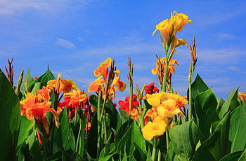 Flowers, Sky, Gladiolus, Greens, Buds HD wallpaper