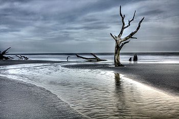 Nature, Sea, Coast, Wood, Tree, Snag HD wallpaper