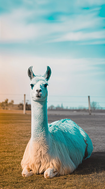 Llama Delight: A Charming for Animal Lovers, Animal, cute, farm, nature HD phone wallpaper