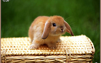 Animal, Rabbit HD wallpaper