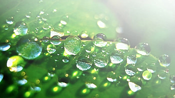 Drops, Macro, Surface, Dew HD wallpaper