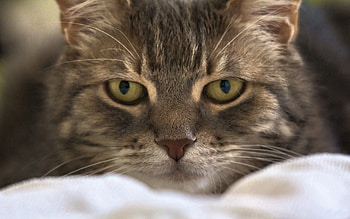 Animals, Cat, Fluffy, Muzzle, Eyes HD wallpaper