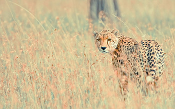 Animals, Nature, Background, Leopard HD wallpaper