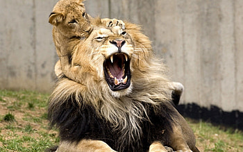 Animals, Young, Grin, Lion, Game, Joey, Scream, Cry HD wallpaper