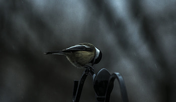 Animals, Bird, Sits, Is Sitting, Titica, Tit HD wallpaper