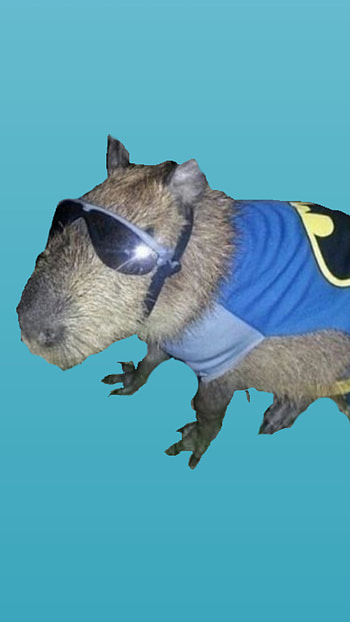 Capybra dril, capibara, capybara, neo_somalian_drill, drill HD phone wallpaper