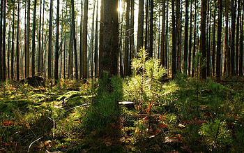 Forest, trees, sunshine, nature HD wallpaper