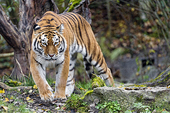 Animals, Predator, Sight, Opinion, Tiger, Animal HD wallpaper