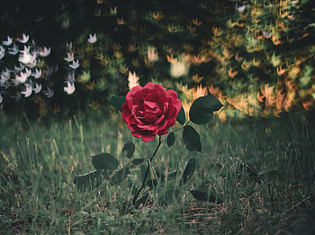 Flowers, Grass, Bush, Glare, Rose Flower, Rose HD wallpaper