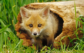 Animals, Fox HD wallpaper