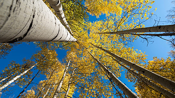 Birch Tree, Fall, , Ethan HD wallpaper
