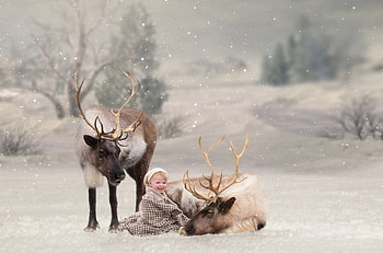 Santa's reindeers and a baby boy, winter, animal, white, horns, craciun, kimberly scott, copil, reindeer, boy, snow, child HD wallpaper