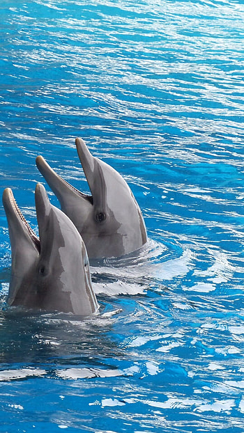 Dolphin backgrounds, Eye-catching , Playful marine creatures, Mobile HD phone wallpaper