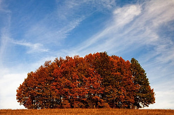 Strandja, graphy, fall, bulgaria, trees, autumn, forest HD wallpaper
