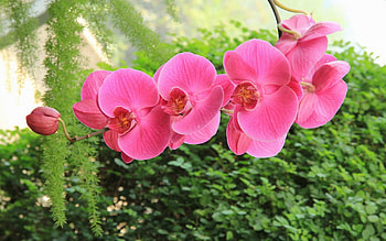 Beautiful orchids, nature, flowers, orchids, petals HD wallpaper