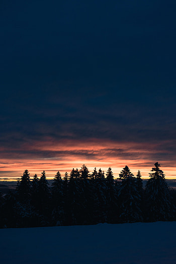 Winter, Nature, Trees, Sunset, Twilight, Snow, Fir-Trees, Dusk HD phone wallpaper
