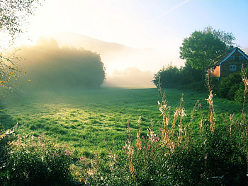 Nature, Dawn, Fog, Greens, House, Morning HD wallpaper