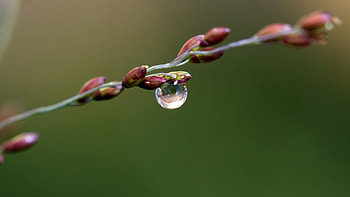 Background, Macro, Branch, Drop, Dew HD wallpaper