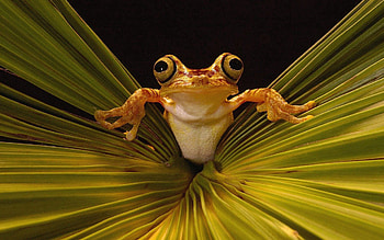 Animals, Grass, Eyes, Frog HD wallpaper