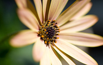 Flower, Macro, Glare, Petals HD wallpaper