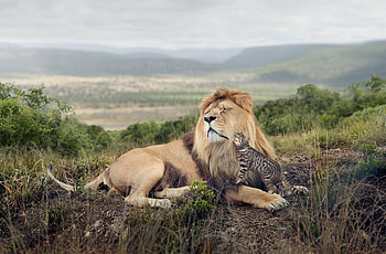 Animals, Friendship, Cat, Lion, Predator, Tenderness HD wallpaper