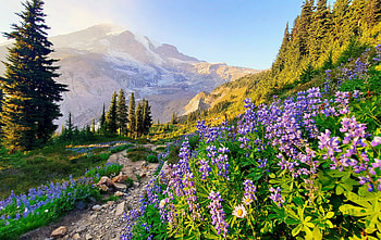 Mount Rainier NP, Mount Rainier, hills, slope, beautiful, mountain, summer, wildflowers, national park, view, sky HD wallpaper
