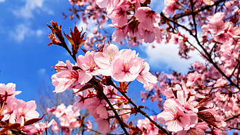 Springtime, sakura, spring, nature, flower HD wallpaper
