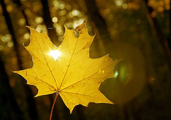 Yellow Fall, leaf, sunlight, yellow, fall HD wallpaper