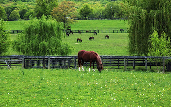 Animals, Grass, Field, Fence, Stroll, Lawn, Horse HD wallpaper